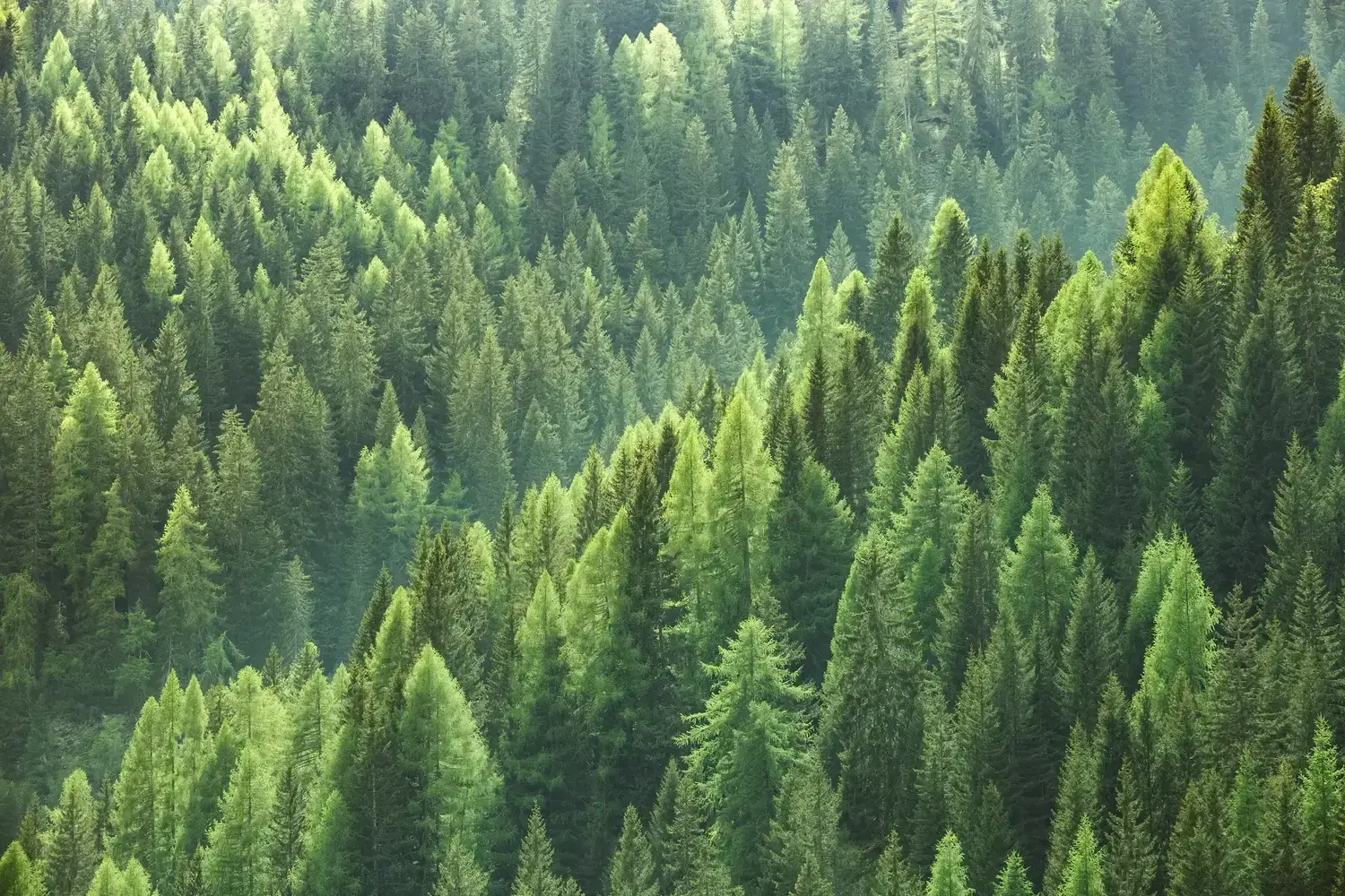 Sustainable Forest